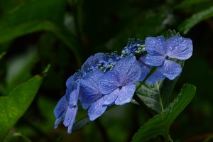 紫陽花