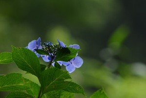 紫陽花