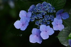 紫陽花