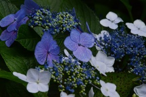 紫陽花