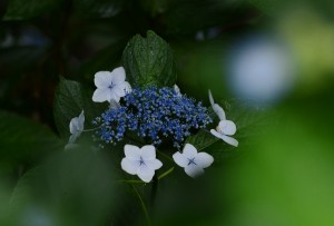 紫陽花