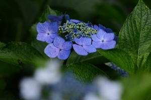 紫陽花