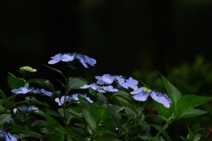 紫陽花