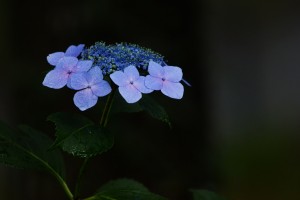 紫陽花