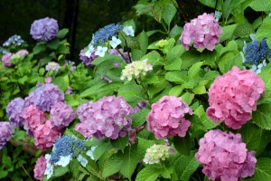 紫陽花