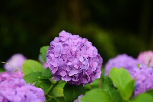 紫陽花
