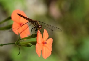 フシグロセンノウ