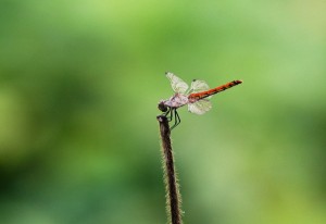 赤とんぼ