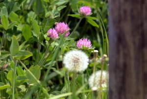 アカツメクサとタンポポ