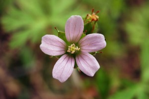 アメリカフウロ