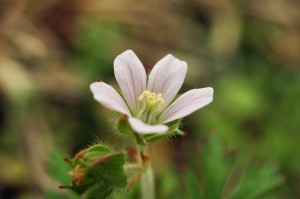 アメリカフウロ