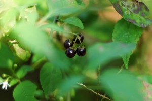 アメリカイヌホウズキ