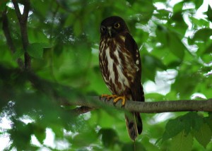 アオバズク1445 アオバズク1445