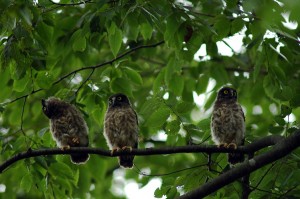 アオバズク1656 アオバズク1656