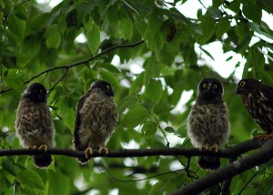 アオバズク1662b アオバズク1662b
