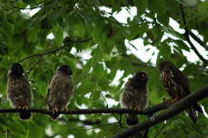 アオバズク1663 アオバズク1663