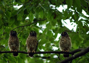 アオバズク1664 アオバズク1664