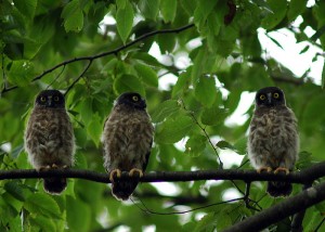 アオバズク1677 アオバズク1677