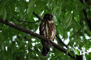 アオバズク1153 アオバズク1153