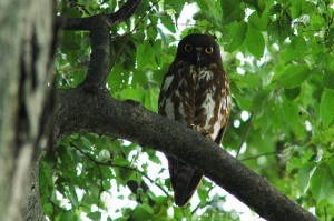 アオバズク1184 アオバズク1184