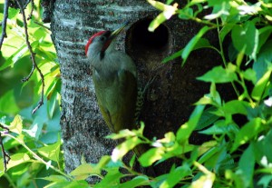 アオゲラ雄 アオゲラ雄