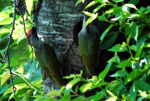 アオゲラ雄雌 アオゲラ雄雌