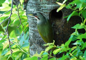 アオゲラ雌 アオゲラ雌