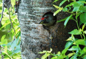 アオゲラ雄 アオゲラ雄