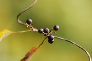 アオツヅラフジ