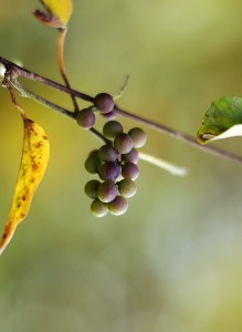 アオツヅラフジ