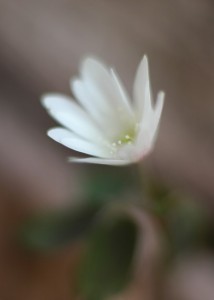 アズマイチゲ6949