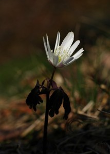 アズマイチゲ6986