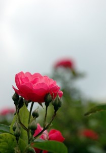 赤いバラ