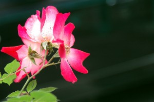 一重の赤いバラ