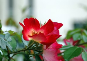 一重の赤いバラ