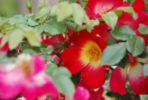 一重の赤いバラ