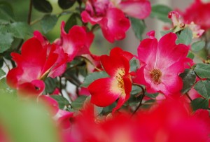 一重の赤いバラ