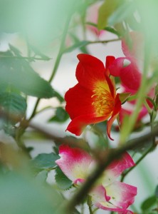 一重の赤いバラ