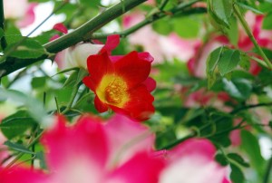 一重の赤いバラ