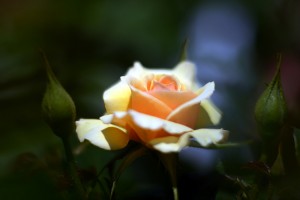 微妙な色のバラ