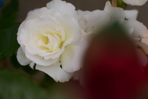 白いバラ