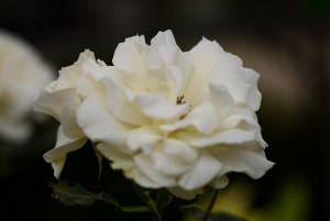 白いバラ