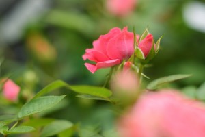 ピンクのバラ