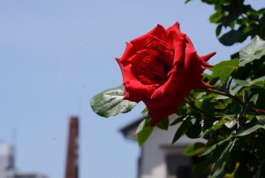 赤いバラ