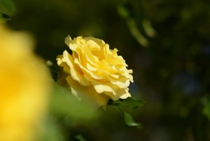 微妙な色のバラ