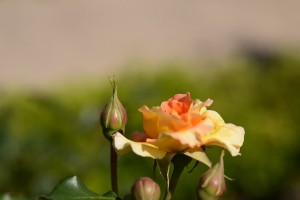 微妙な色のバラ