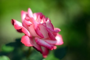 微妙な色のバラ