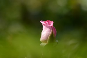 微妙な色のバラ