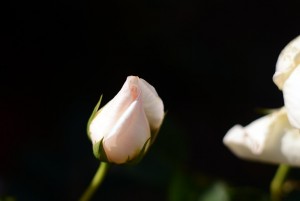 白いバラ