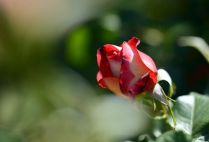 微妙な色のバラ